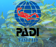 Load image into Gallery viewer, Fish Identification - Phoenix Divers SA