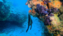 Load image into Gallery viewer, Coral Reef Conservation - Phoenix Divers SA