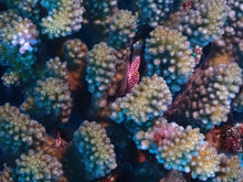 Load image into Gallery viewer, Coral Reef Conservation - Phoenix Divers SA