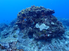 Load image into Gallery viewer, Coral Preservation