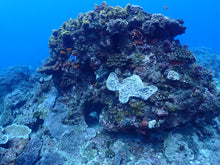 Load image into Gallery viewer, Coral Reef Conservation - Phoenix Divers SA
