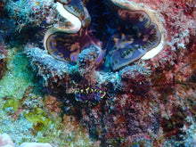 Load image into Gallery viewer, Coral Reef Conservation - Phoenix Divers SA