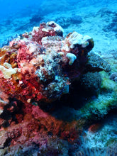 Load image into Gallery viewer, Coral Preservation