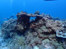 Load image into Gallery viewer, Coral Preservation