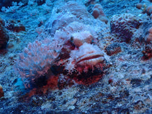 Load image into Gallery viewer, What's the Fish