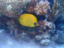 Load image into Gallery viewer, What's the Fish