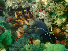 Load image into Gallery viewer, What's the Fish
