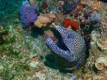 Load image into Gallery viewer, Reorientation Program - Phoenix Divers SA
