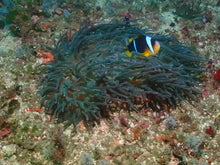 Load image into Gallery viewer, Reorientation Program - Phoenix Divers SA