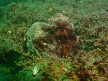 Load image into Gallery viewer, Reorientation Program - Phoenix Divers SA