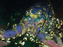 Load image into Gallery viewer, Reorientation Program - Phoenix Divers SA