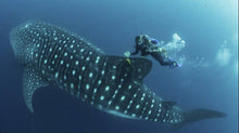 Load image into Gallery viewer, Understanding Sharks