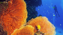 Load image into Gallery viewer, Coral Reef Conservation - Phoenix Divers SA