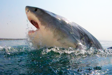 Load image into Gallery viewer, Understanding Sharks
