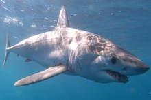 Load image into Gallery viewer, Understanding Sharks