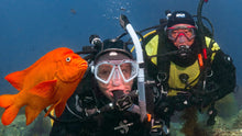 Load image into Gallery viewer, PADI Open Water Scuba Instructor - Phoenix Divers SA