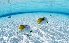 Load image into Gallery viewer, Fish Identification - Phoenix Divers SA