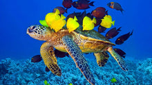 Load image into Gallery viewer, Fish Identification - Phoenix Divers SA