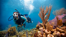 Load image into Gallery viewer, PADI Open Water Diver - Phoenix Divers SA