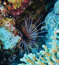 Load image into Gallery viewer, PADI Underwater Naturalist - Phoenix Divers SA