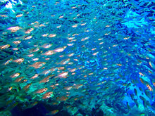 Load image into Gallery viewer, PADI Underwater Naturalist - Phoenix Divers SA