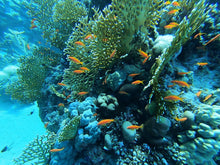 Load image into Gallery viewer, PADI Underwater Naturalist - Phoenix Divers SA