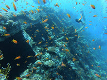 Load image into Gallery viewer, PADI Wreck Diver - Phoenix Divers SA