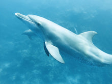 Load image into Gallery viewer, PADI Underwater Naturalist - Phoenix Divers SA