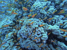 Load image into Gallery viewer, PADI Underwater Naturalist - Phoenix Divers SA
