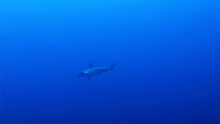 Load image into Gallery viewer, PADI AWARE Shark Conservation - Phoenix Divers SA