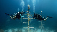 Load image into Gallery viewer, PADI Advanced Open Water Diver - Phoenix Divers SA