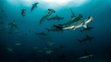 Load image into Gallery viewer, PADI AWARE Shark Conservation - Phoenix Divers SA