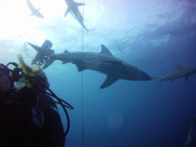 Load image into Gallery viewer, PADI AWARE Shark Conservation - Phoenix Divers SA 
