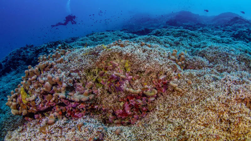 Largest coral recorded
