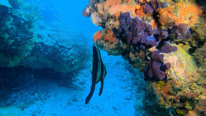 Coral Reef Conservation - Phoenix Divers SA 