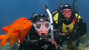 PADI Dry Suit Diver - Phoenix Divers SA 
