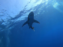 Load image into Gallery viewer, PADI AWARE Shark Conservation - Phoenix Divers SA 
