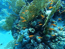 Load image into Gallery viewer, PADI Underwater Naturalist - Phoenix Divers SA 
