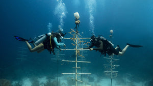 PADI Advanced Open Water Diver - Phoenix Divers SA 