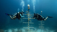 Load image into Gallery viewer, PADI Peak Performance Buoyancy - Phoenix Divers SA 
