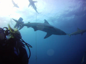 PADI AWARE Shark Conservation - Phoenix Divers SA 